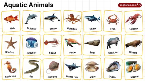 Aquatic Animals Names in English with their Pictures