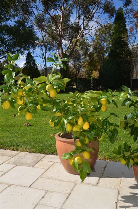 HOW TO GROW CITRUS IN POTS - My Productive Backyard
