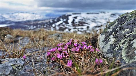 Plants In The Arctic