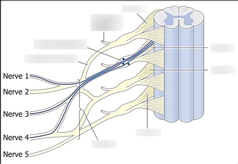 Image result for Plexus Tutorial