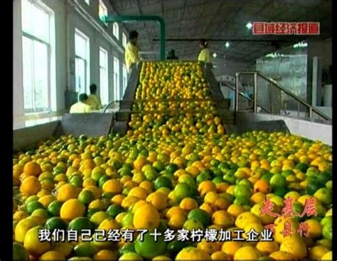 四川安岳：小柠檬大产业_地方经济_新浪财经_新浪网
