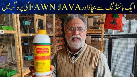 Image result for Fawn Java Sparrow