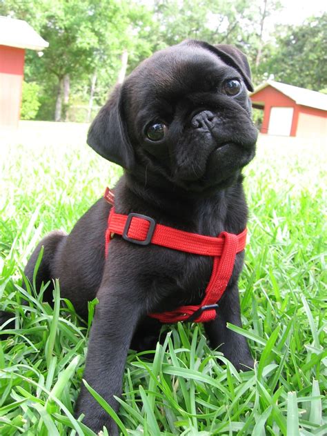 Black Pug Puppies
