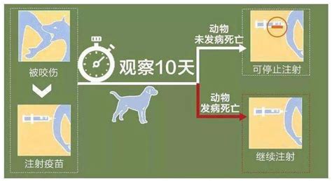 被家养猫狗咬伤，到底要不要打狂犬病疫苗？_广东省疾病预防控制中心网站