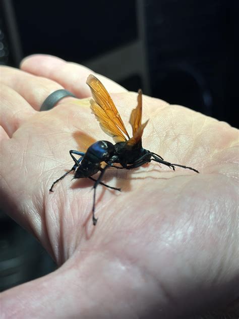 Tarantula Hawk Sting Tarantula Hawk (Pompilidae) | About Animals