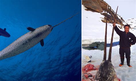 fun animal in: Do Narwhals Still Exist