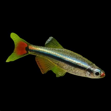 White Cloud Mountain Minnow