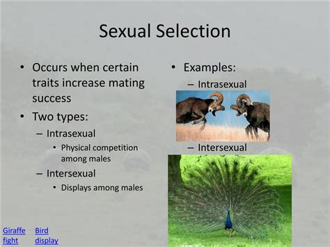 Image result for Intrasexual Selection Drawing