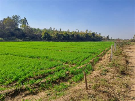 25 Acre Agricultural/Farm Land for Sale in Una Road, Hoshiarpur - by A ...