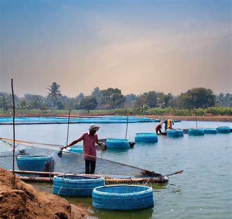 Charting a Course for Indian Aquaculture: A Deep Dive into the Coastal ...