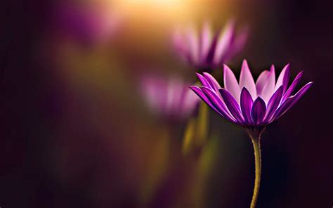 Wallpaper Purple flower, bokeh, glare 1920x1200 Picture, Image