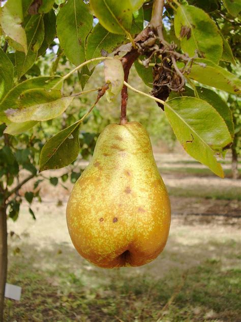 Pear En Espanol at Lilian Dixson blog