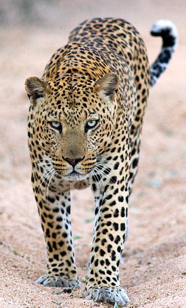 Leopard Gecko Patterns 的图像结果