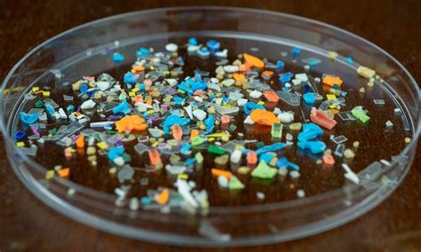 Study Reveals High Microplastic Levels in Preterm Placentae, Sparking ...