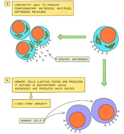 Vaccination - Biology for GCSE/IGCSE - Class 10 PDF Download