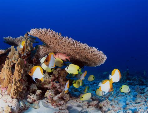 Researchers observe coral reef damage and invasive alga in ...