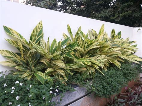 CONIFER landscape architects - Residence of Mr. Vishwanath Reddy