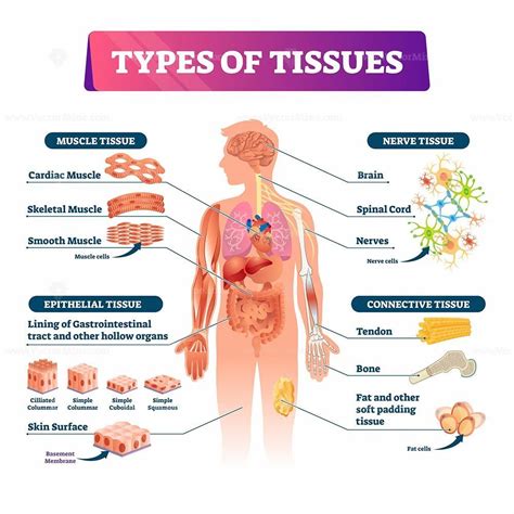 Image result for Types of Tissues
