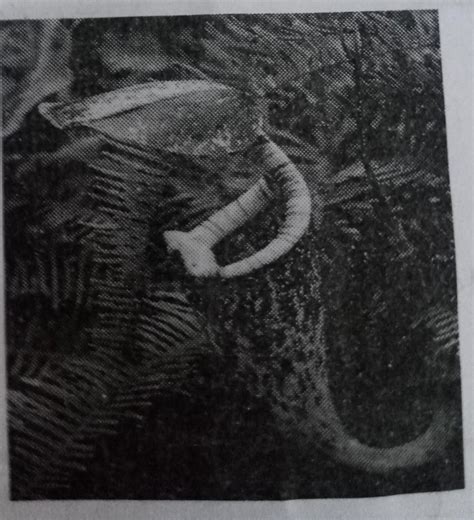 which category does does plant belong to - Brainly.in