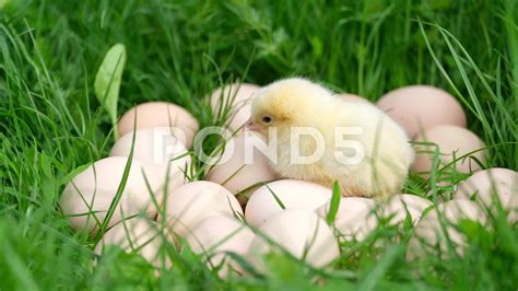 Silly Little Baby Chicks