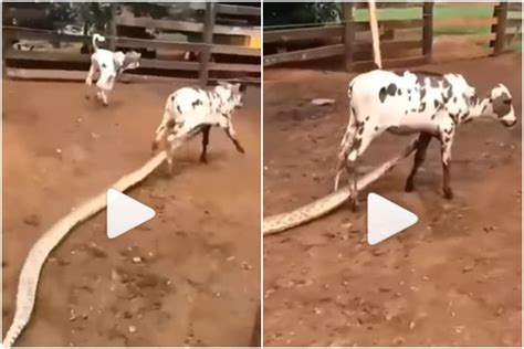 Image result for Python vs Cow