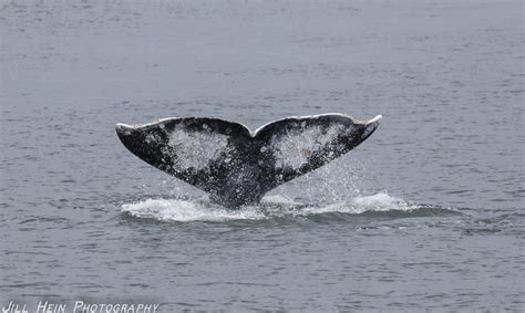 Survive the Sound - Sound Water Stewards