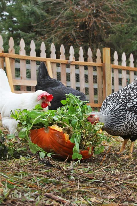 What Do Chickens Eat Greens