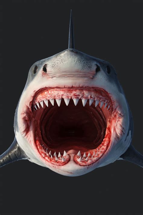 19 Best Shark mouth open ideas | shark, great white shark, white sharks