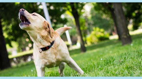 Image result for Dogs Barking