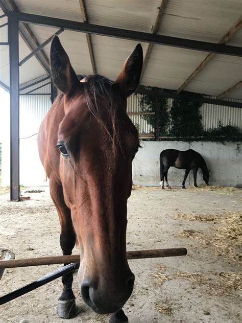 Meditation with Horses, Rosscahill, Galway, 21 January 2024 | AllEvents.in