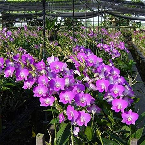 ROYAL LAND Rare Orchid Live Plants Seedling dendrobium Rynco Pink 1 ...