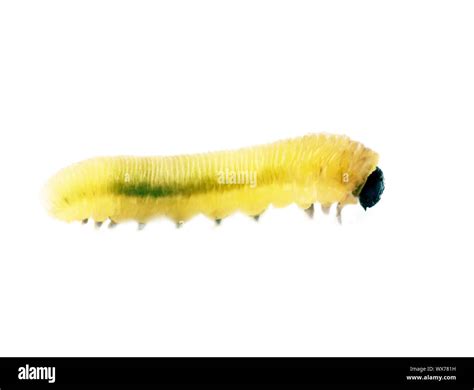 Bright green caterpillar close-up Stock Photo - Alamy