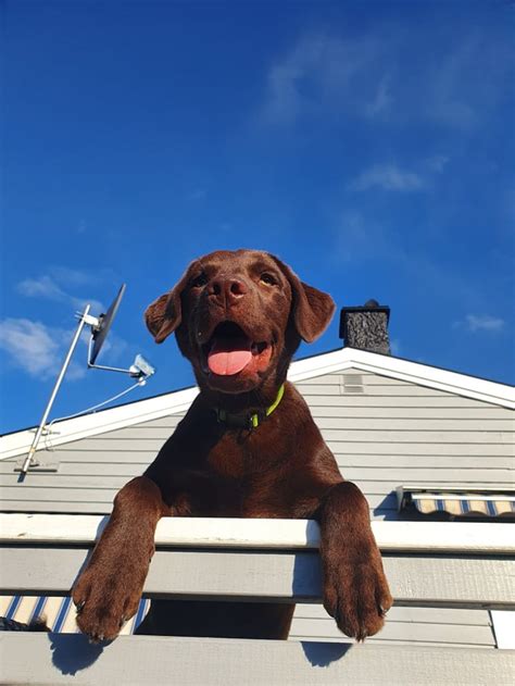 Image result for Beautiful Labrador