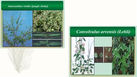 Classification of weeds | PPTX