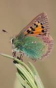 Image result for Bugs Butterfly Bugd Bunny