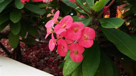 Image result for LG G2x Tutorial