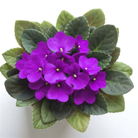 How To Care For African Violets - Sunny Home Gardens