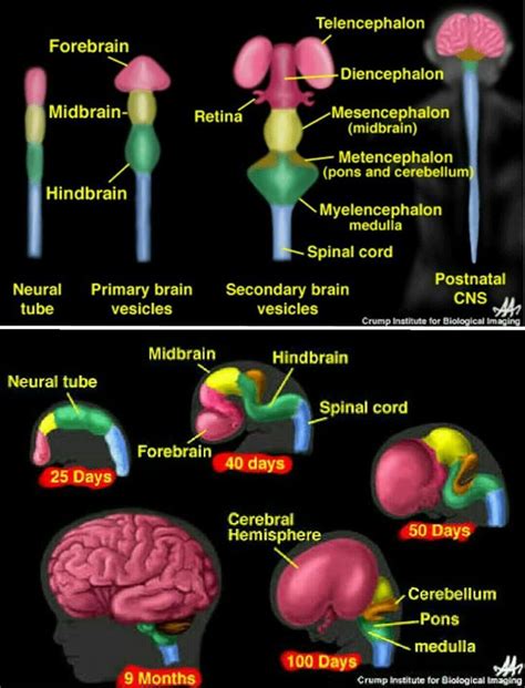 Brain Development Embryo 的图像结果