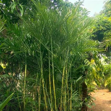 Jual tanaman hias palem komodoria tinggi 2 meter - Kota Tangerang ...