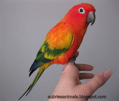 Image result for Red Factor Conure