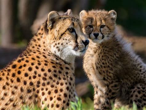 India to bring eight cheetahs from Botswana, Kenya | Project Cheetah