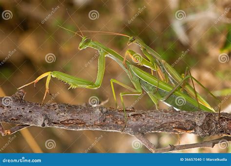 Mating praying mantis stock photo. Image of nature, animals - 36657040