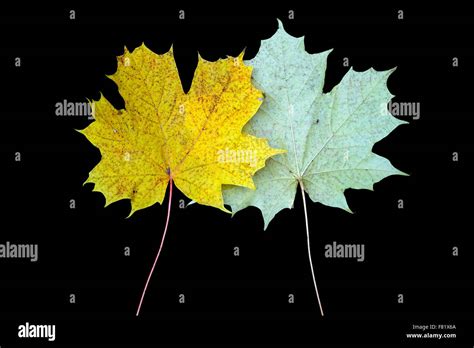 Image result for Maple Tree Leave CT