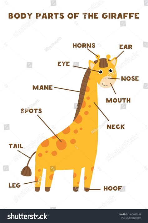 Partes del cuerpo de la tierna: vector de stock (libre de regalías ...