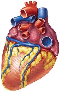 Image result for Cardiac System Explained Simple Beginners