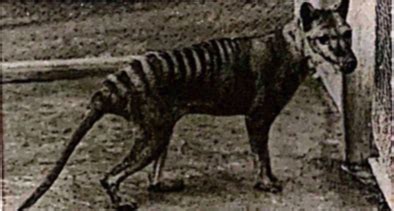 Given below is a photograph of a recently extinct animal. Identify the ...