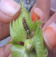 TNAU Agritech Portal :: Crop Protection