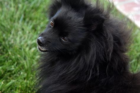 Black Pomeranian Dog Free Stock Photo - Public Domain Pictures