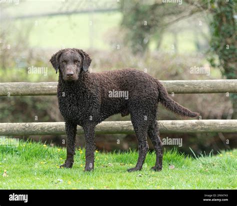 Curly coated retriever dog Stock Photo - Alamy
