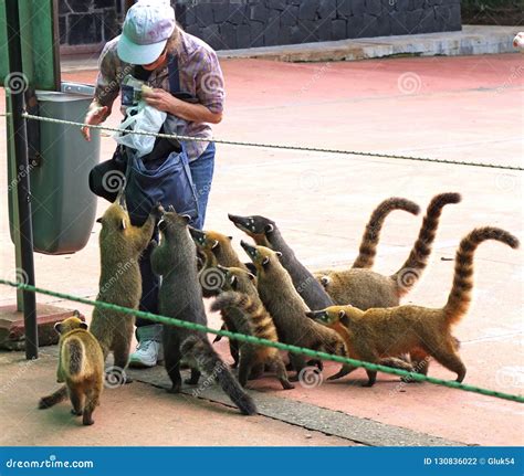 Nasua is a Genus within the Family Procyonidae, Whose Best-known Members are Raccoons Editorial ...